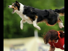 怎样训练边境牧羊犬（边牧犬训练详细教程）