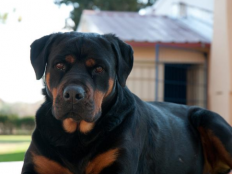 罗威纳犬怎么训练才听话（罗威纳犬训练方法）