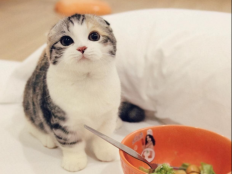 猫挑食不吃猫粮怎么纠正（怎么改善猫咪挑食）