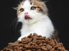 猫咪不吃猫粮怎么回事（猫咪挑食怎么办不吃猫粮）