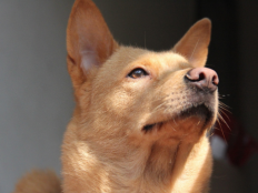 中华田园犬的价格（一只“土狗”中华田园犬要多少钱）