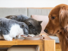 猫粮可以喂狗狗吗（能给狗吃猫粮吗）