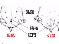 仓鼠怎么看公母（如何区分仓鼠的性别）