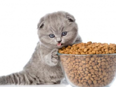 人能吃猫粮吗（人吃猫粮会怎么样）
