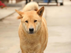 中华田园犬能长多大（中华田园犬体长多少厘米）