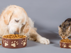 狗吃猫粮会有什么影响吗（狗狗长期吃猫粮的后果）