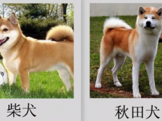 秋田犬与柴犬的区别（柴犬秋田犬是一个品种吗）