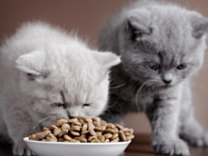 两个月的猫吃多少猫粮（2个月的猫每天吃多少猫粮合适）