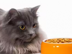 小猫为什么不吃猫粮（小猫不吃猫粮怎么办）