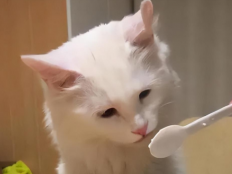 幼猫除了吃猫粮还能吃什么（小猫咪除了吃猫粮还能吃什么）