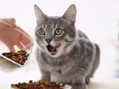 如何让猫吃猫粮（猫粮应该怎么喂）