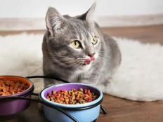 猫咪长期吃一种猫粮好吗（猫能经常换猫粮吗）