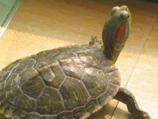 巴西龟的冬眠时间（巴西龟什么时候冬眠）