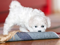 比熊怎么分辨纯不纯（如何鉴定纯种比熊犬）