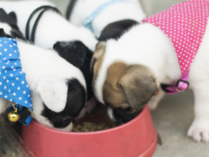 4斤狗粮幼犬能吃多久（科学喂养公式）