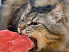 猫不吃猫粮只吃肉(这样好不好)