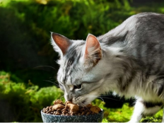小猫什么时候吃猫粮（小猫吃什么食物除了猫粮）