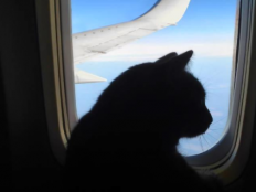 飞机可以带宠物吗（宠物怎么跟人一起坐飞机）