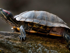 巴西龟不吃东西能活多久(巴西龟可以长到多大)　
