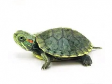 巴西龟怎样过冬(巴西龟最简单的过冬方法)