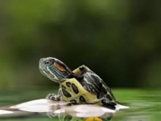 家里可以养巴西龟吗（养巴西龟好吗风水）