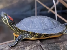 巴西龟能活多少年（怎么养才能活得更久）