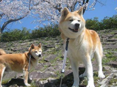 秋田犬和柴犬哪个好(柴犬和秋田犬哪个更建议养)