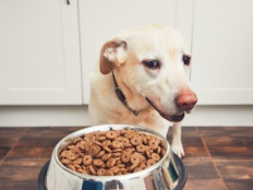 金毛狗不吃狗粮怎么办(金毛犬宁可饿着也不吃狗粮)