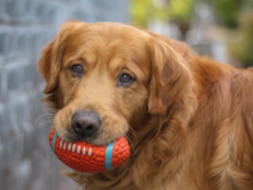 金毛臭吗(金毛犬身上有臭味怎么办)