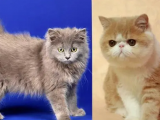 波斯猫和加菲猫哪个贵(波斯猫和加菲猫的区别)