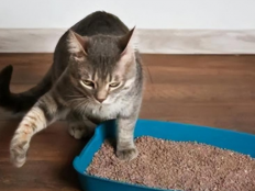 猫为什么会用猫砂(猫为什么不用教都知道用猫砂)