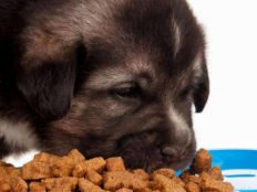 5个月狗狗吃多少狗粮(五个月的小狗一天吃多少狗粮)