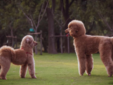 贵宾吃什么牌子的狗粮比较好(什么狗粮贵宾犬比较好)