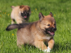 小狗多久可以吃狗粮(如何养幼犬)