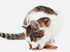 猫吐没消化的猫粮(不同原因和应对措施)