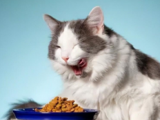 幼猫只吃猫粮可以吗(猫吃猫粮就够了吗)