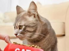 猫咪除了猫粮还能吃什么(猫最爱吃的10种食物)