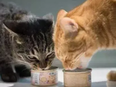 成年猫咪一天吃多少猫粮(成年猫咪一天喂几次)