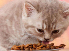 宠物猫必须吃猫粮吗(猫咪最爱吃的十种食物)