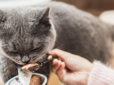 猫挑食不吃猫粮怎么办(猫咪挑食不爱吃猫粮)