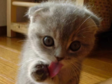 幼猫几个月可以吃猫粮(小猫多大可以开始吃猫粮)