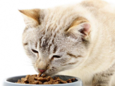 猫猫不吃猫粮怎么办(猫不吃猫粮咋办)