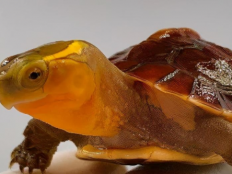 宠物龟排名(全球十大最受欢迎宠物龟)