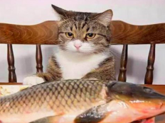 宠物猫能吃生鱼吗(宠物猫可以吃活鱼吗)