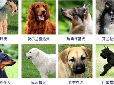 宠物犬有哪些品种(178种狗狗种类图片)