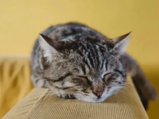 母猫绝育后嗜睡多少天(猫绝育后嗜睡正常吗)
