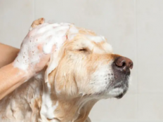 狗狗绝育前可以洗澡吗(为什么)