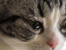 猫咪做完绝育眼睛流泪正常吗(原因)