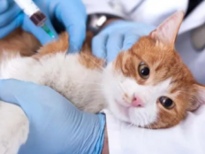 猫做绝育要打疫苗吗(为什么)