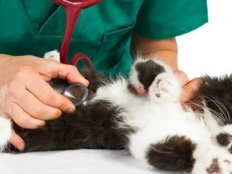 兽医站可以给猫做绝育吗(如何选择)